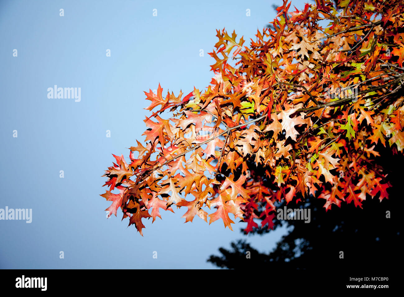 Maple tree in autumn Stock Photo