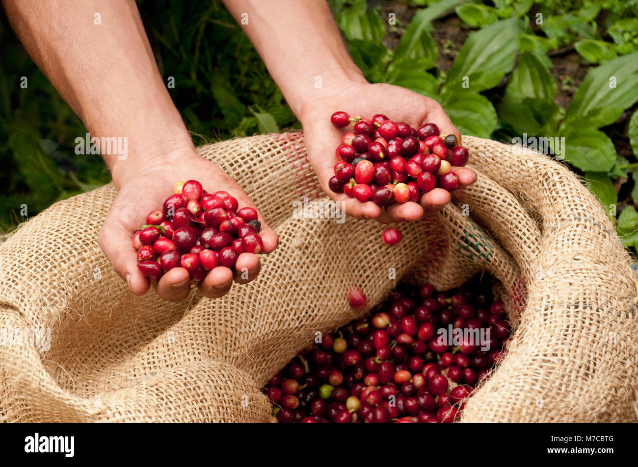 Farmer pouring harvested coffee beans into a sack hires stock