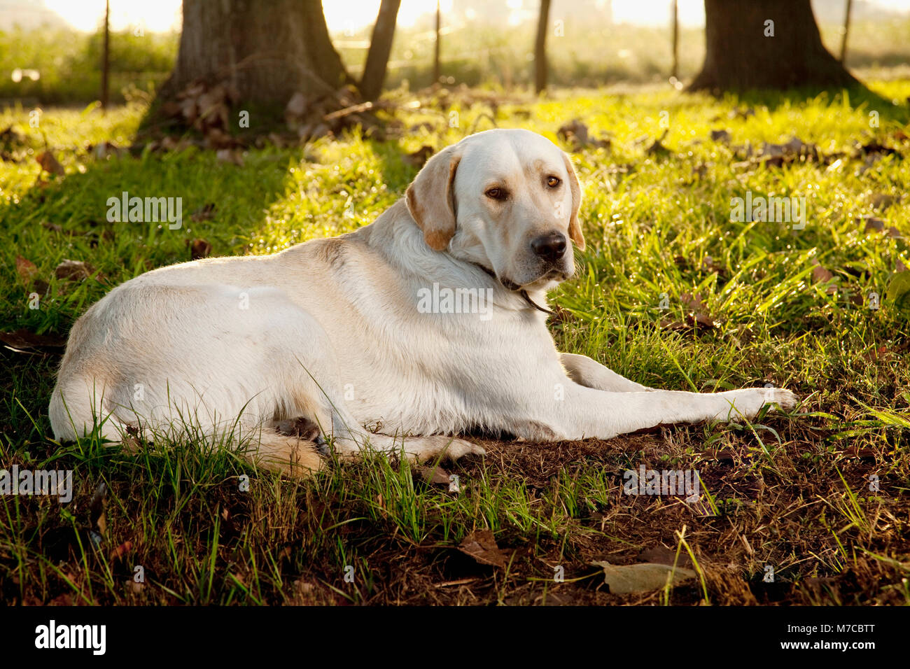 Dog sitting in a field at dawn Stock Photo