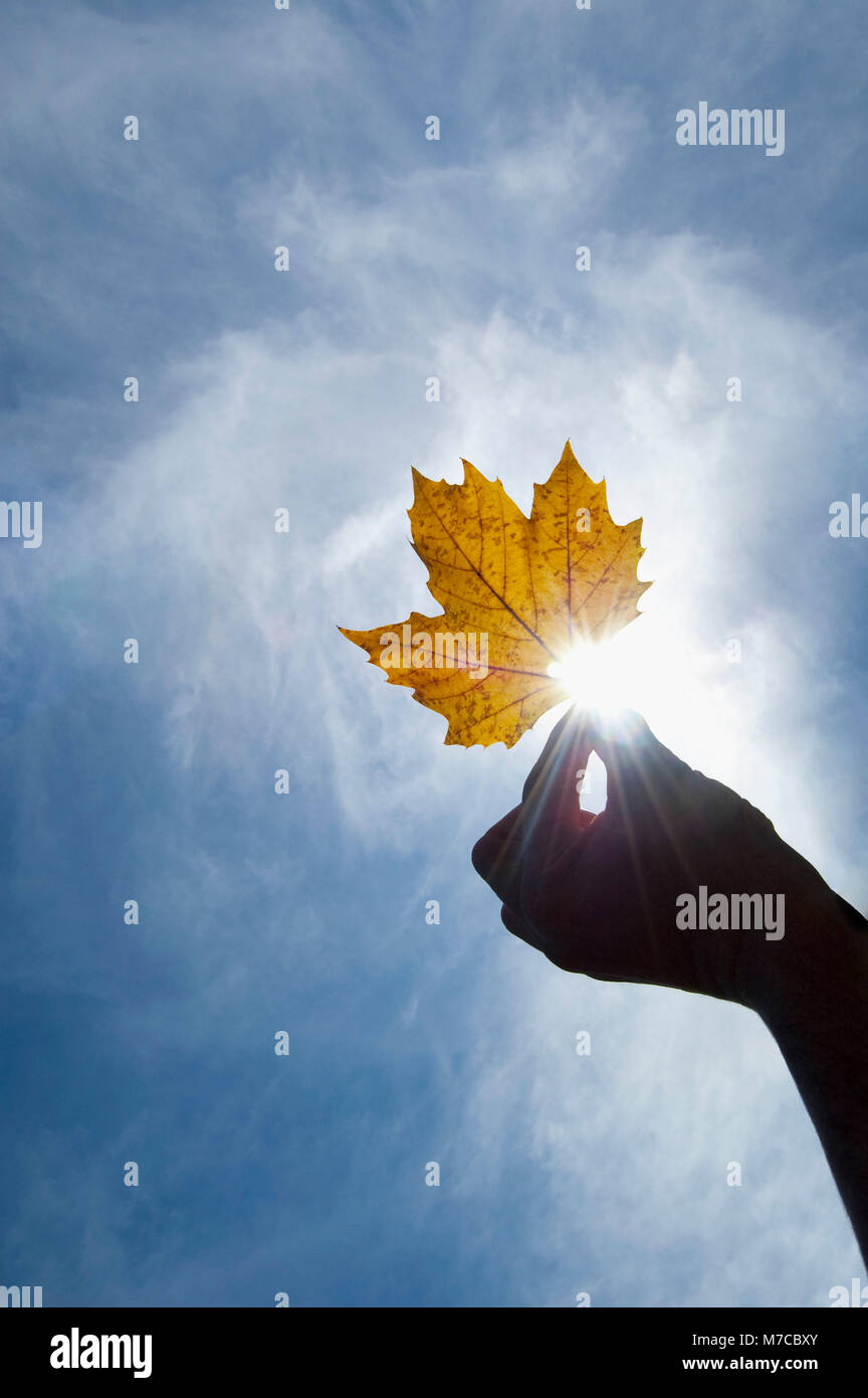 Close-up of a person's hand holding a maple leaf Stock Photo