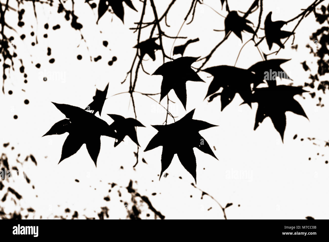 Maple leaves on a tree Stock Photo