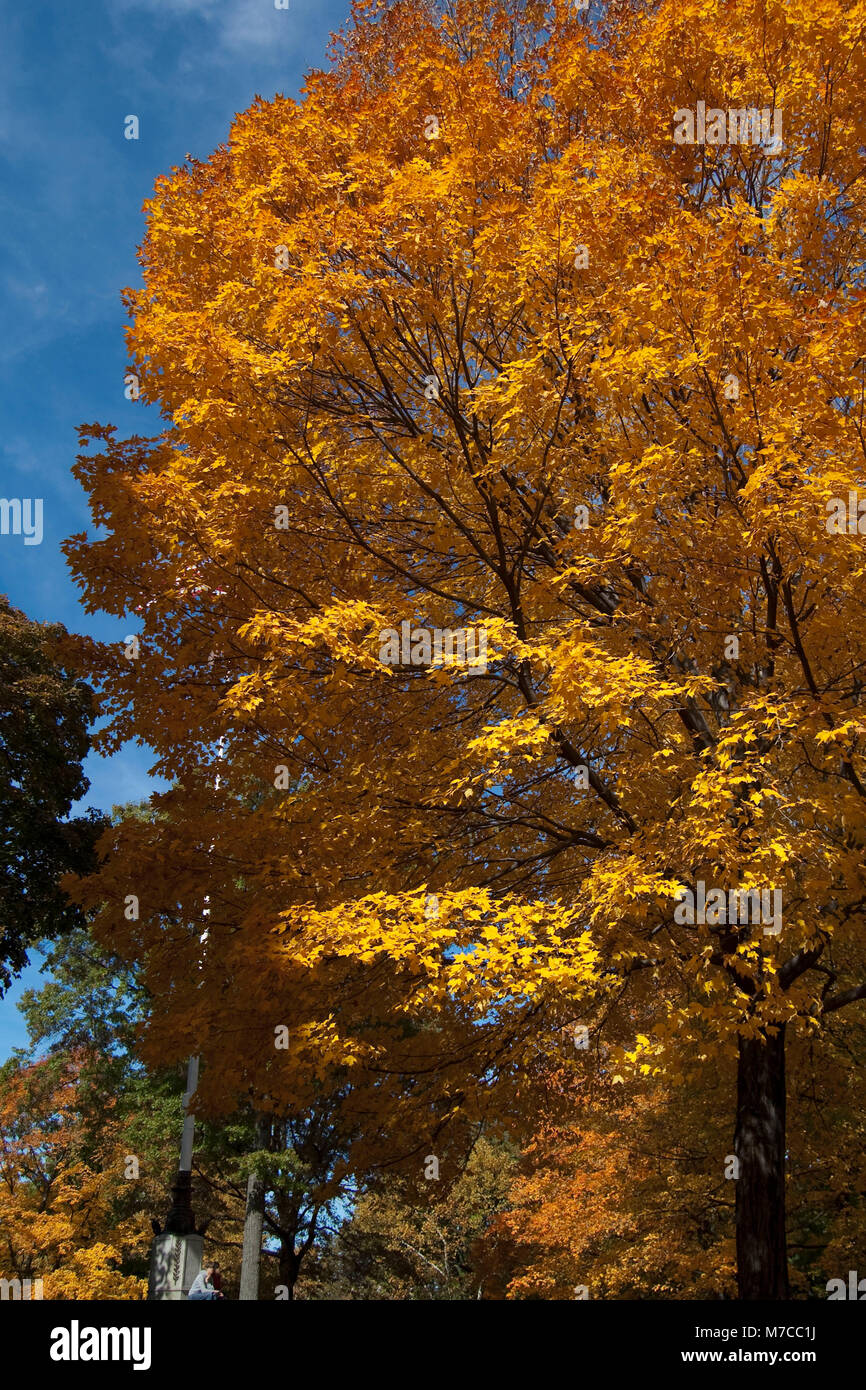 Trees in a park, Central Park, Manhattan, New York City, New York State, USA Stock Photo