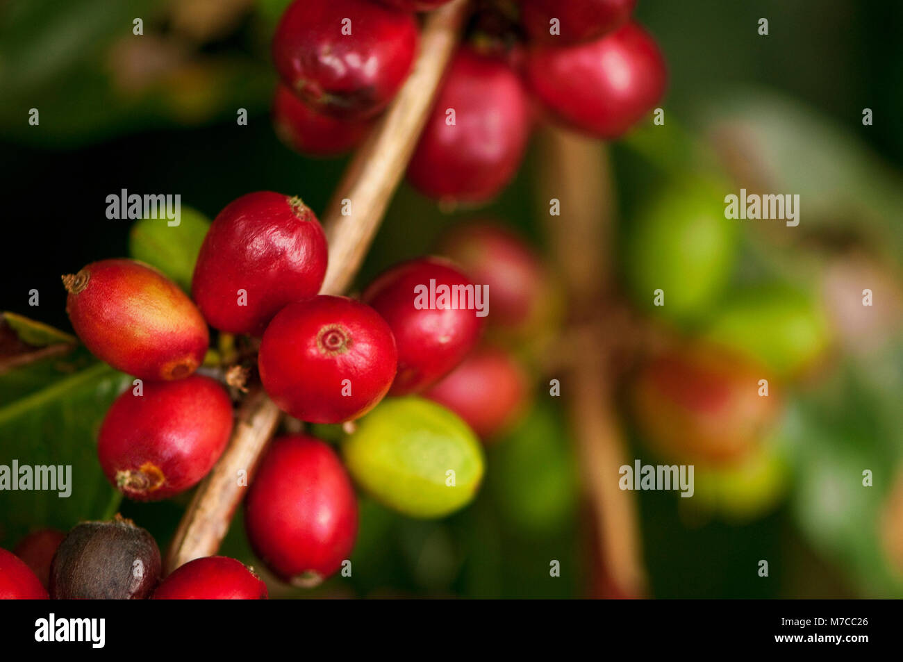 Coffee beans on a plant Stock Photo Alamy