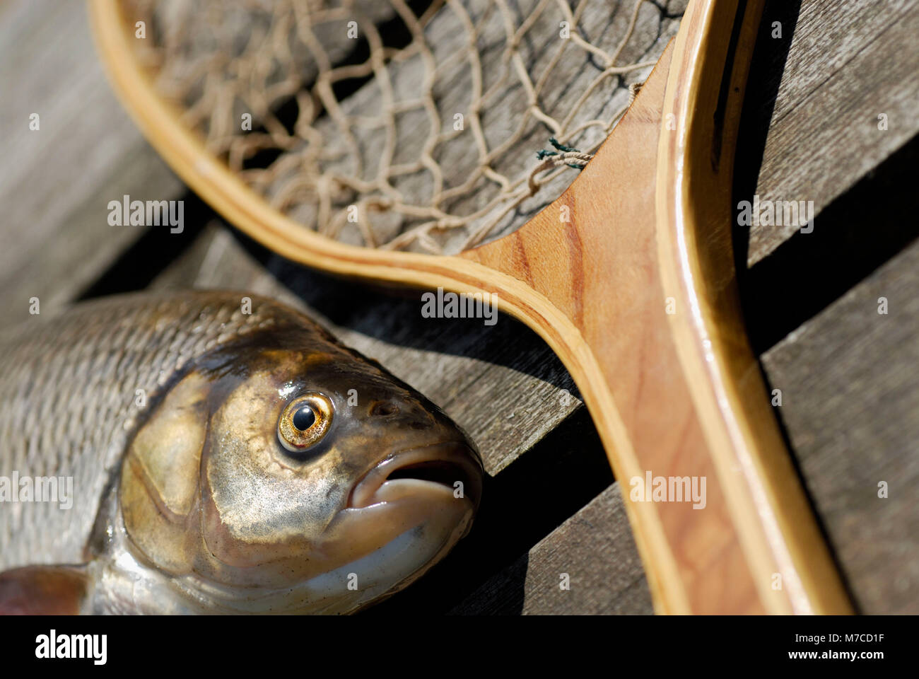 High angle view of a fish and a fishing net hi-res stock