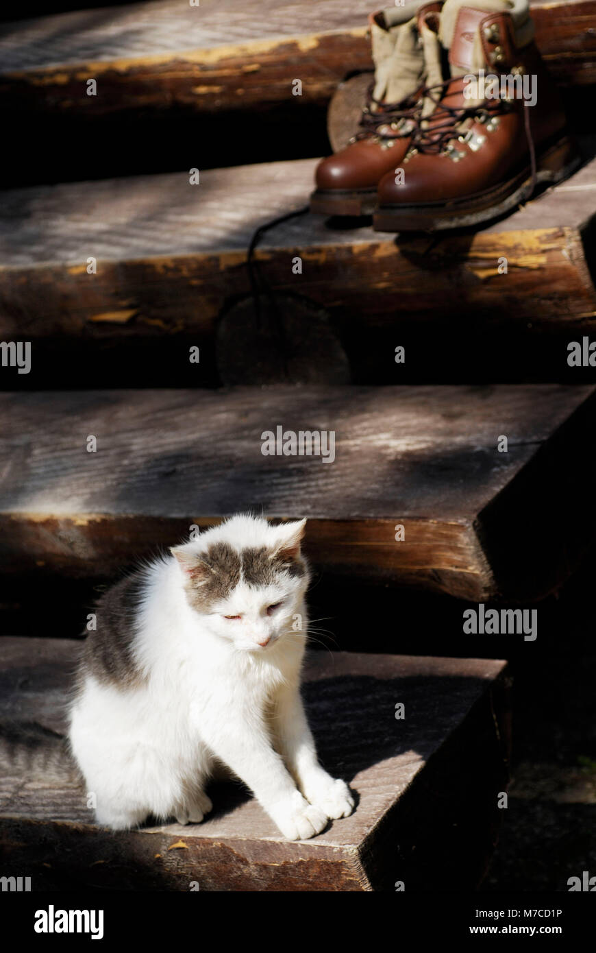 High angle view of a cat sitting on steps Stock Photo - Alamy