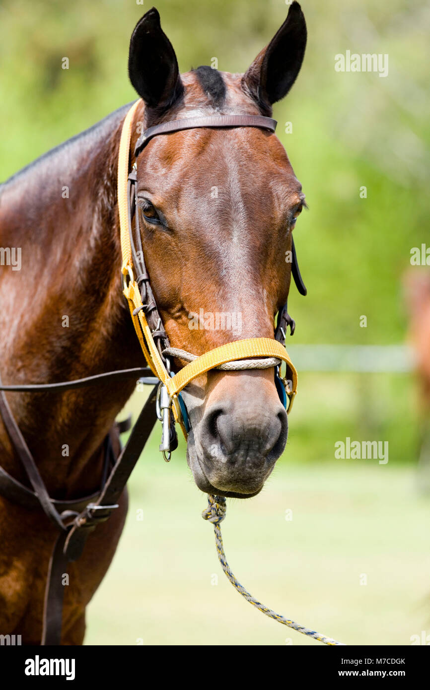 Horse Wearing Bridle Bridle High Resolution Stock Photography and