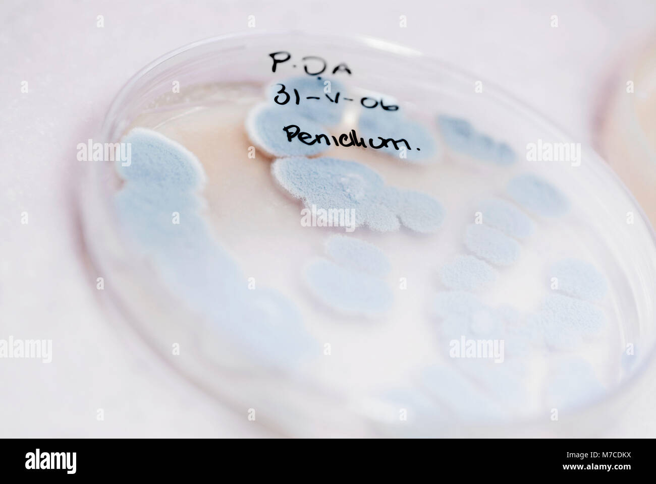 Bacteria growing in a Petri dish Stock Photo Alamy