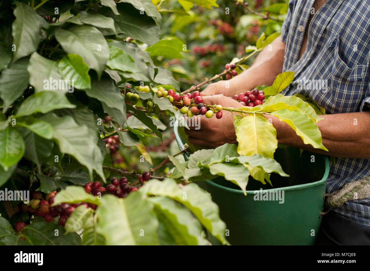 Farmer harvesting coffee beans Stock Photo Alamy
