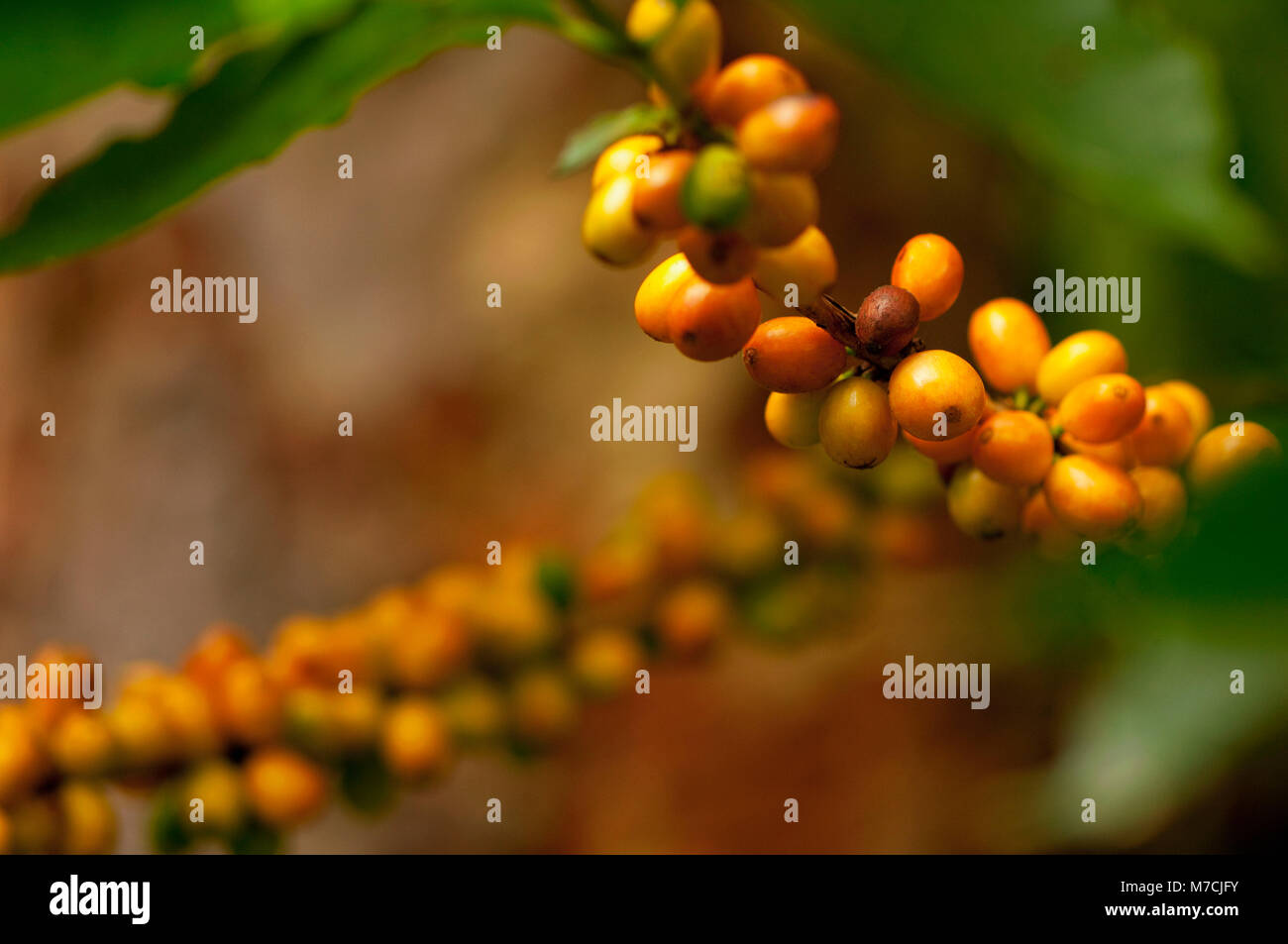 Coffee beans on a plant Stock Photo Alamy