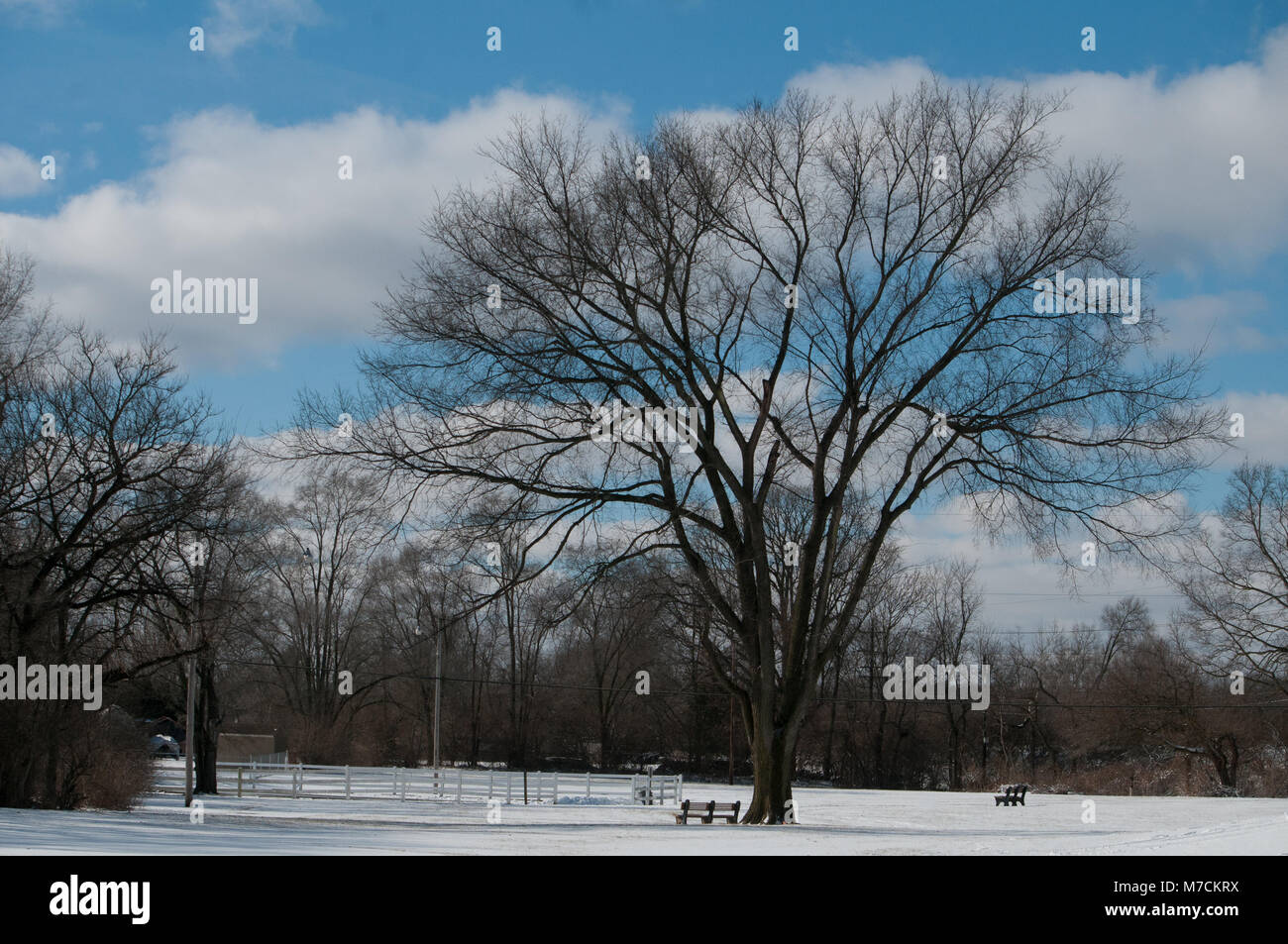 Large Tree in a snow covered park with blue skies and white clouds ...
