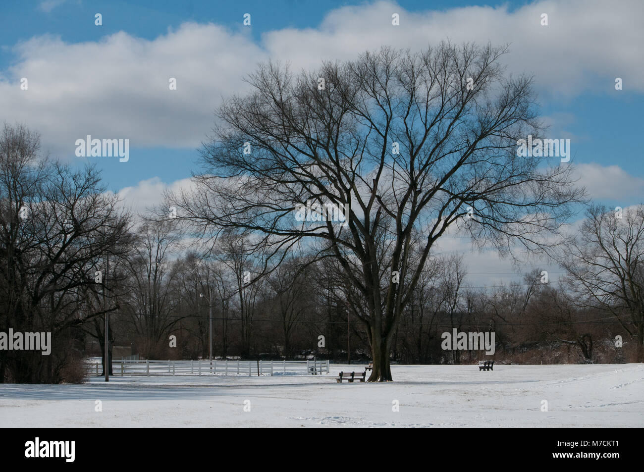 Large Tree in a snow covered park with blue skies and white clouds ...