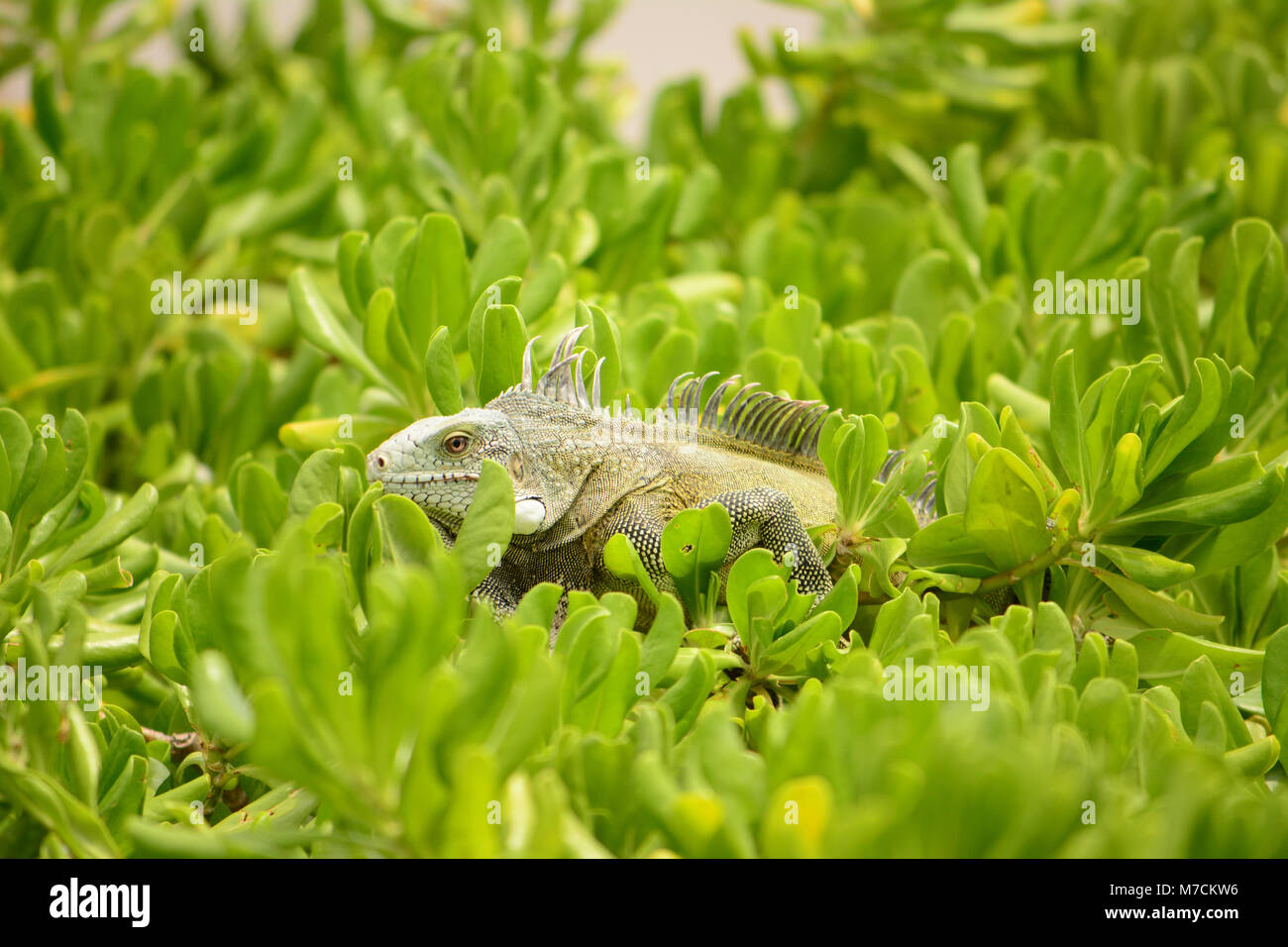 Wild Iguana on the island of Cuacao Stock Photo