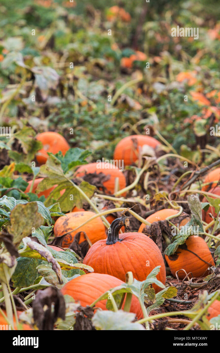 Ripe pumpkins sit ready to be picked in a Georgia pumpkin patch Stock ...