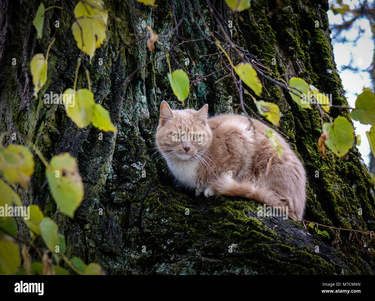 Cats stuck up trees hires stock photography and images Alamy
