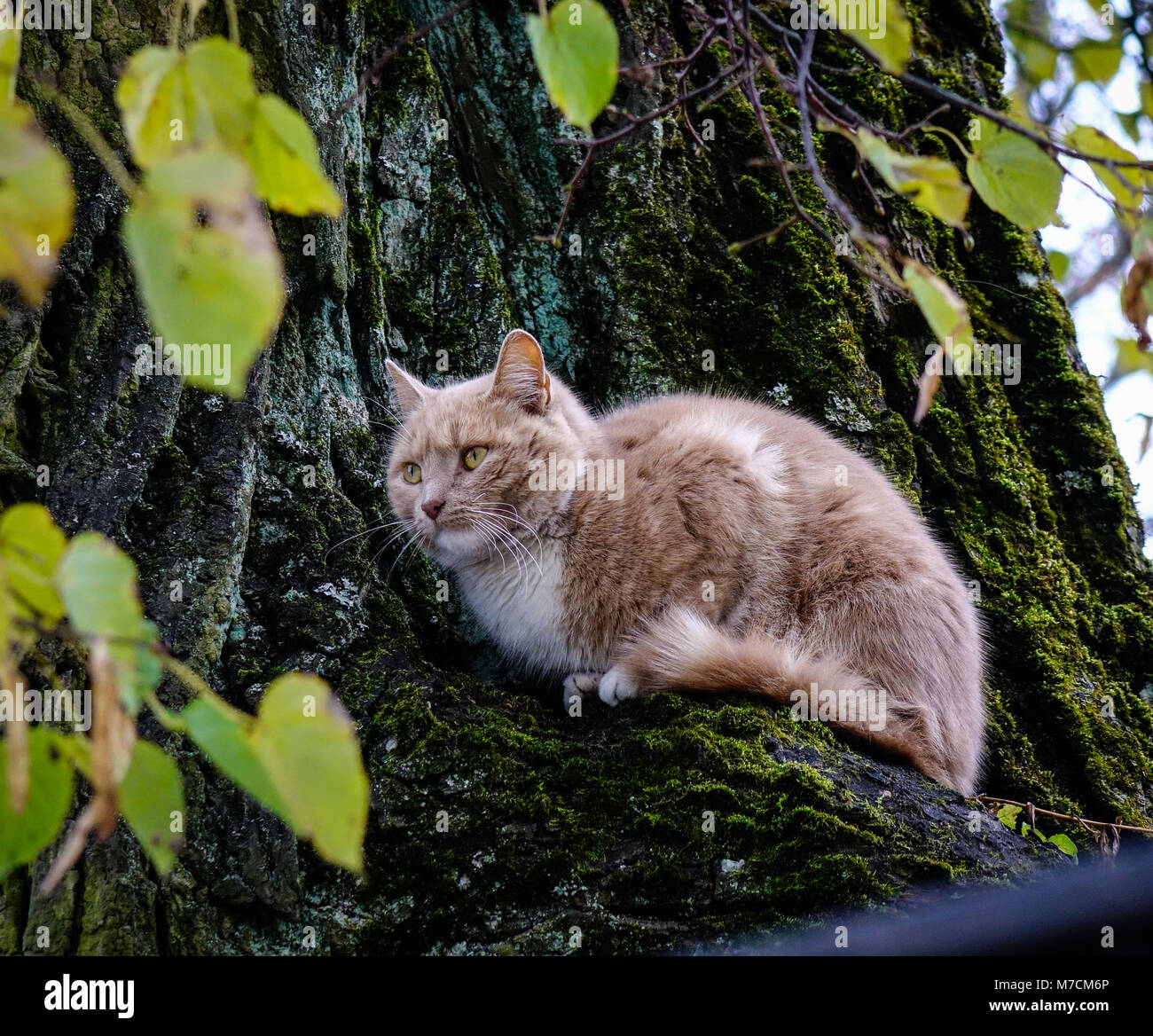 Cats stuck up trees hires stock photography and images Alamy