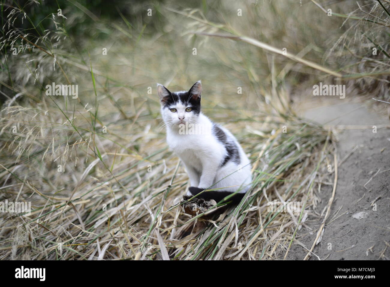 Feral Kitten sits on a log in Balboa Park, San Diego, California. Stock Photo