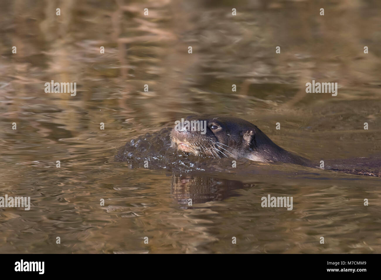 eurasian otter, Lutra lutra, swimming on river lossie, winter, moray, scotland, march. Stock Photo