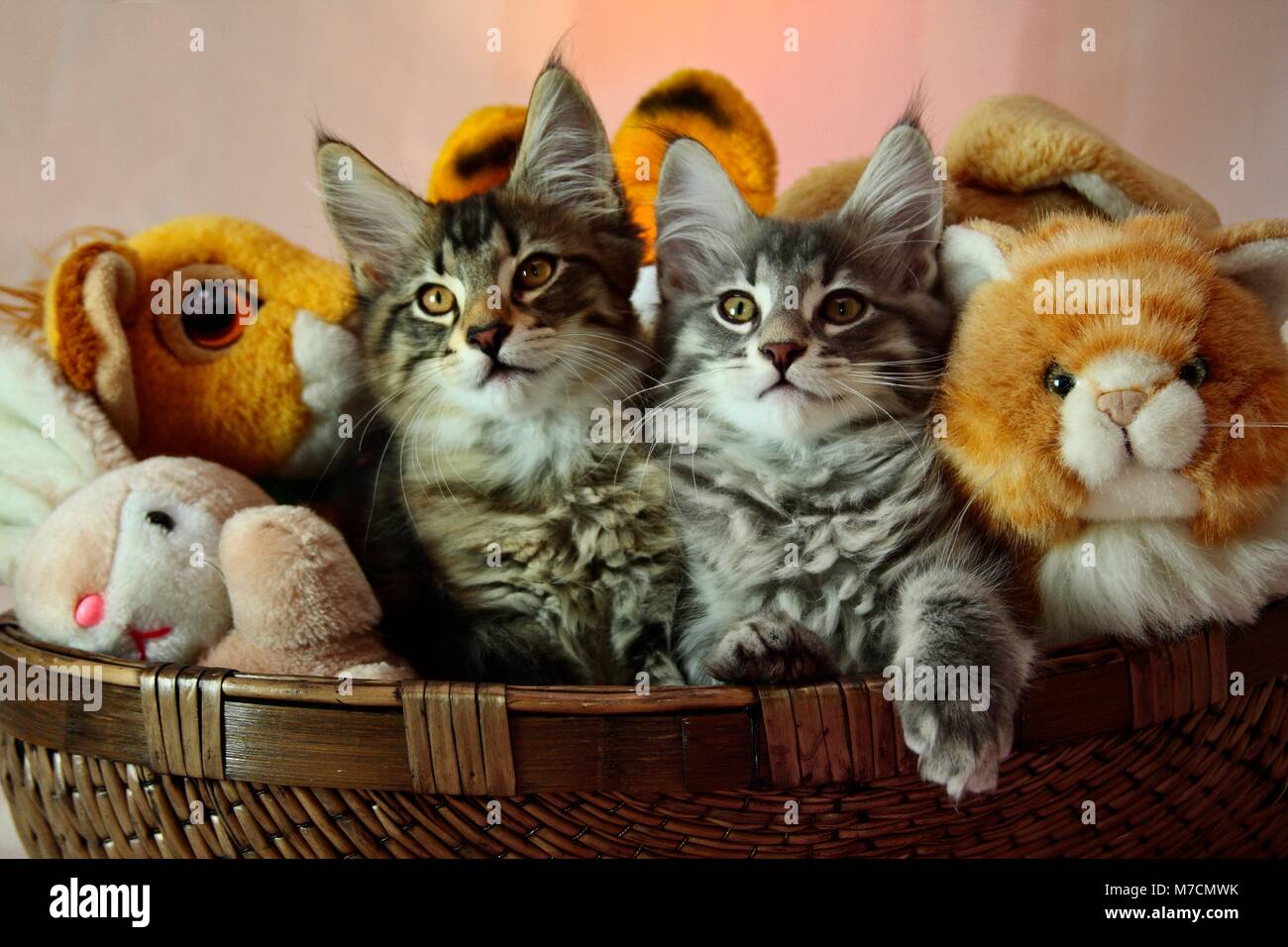 Norwegian forest cat kittens in a basket with plush toys Stock Photo