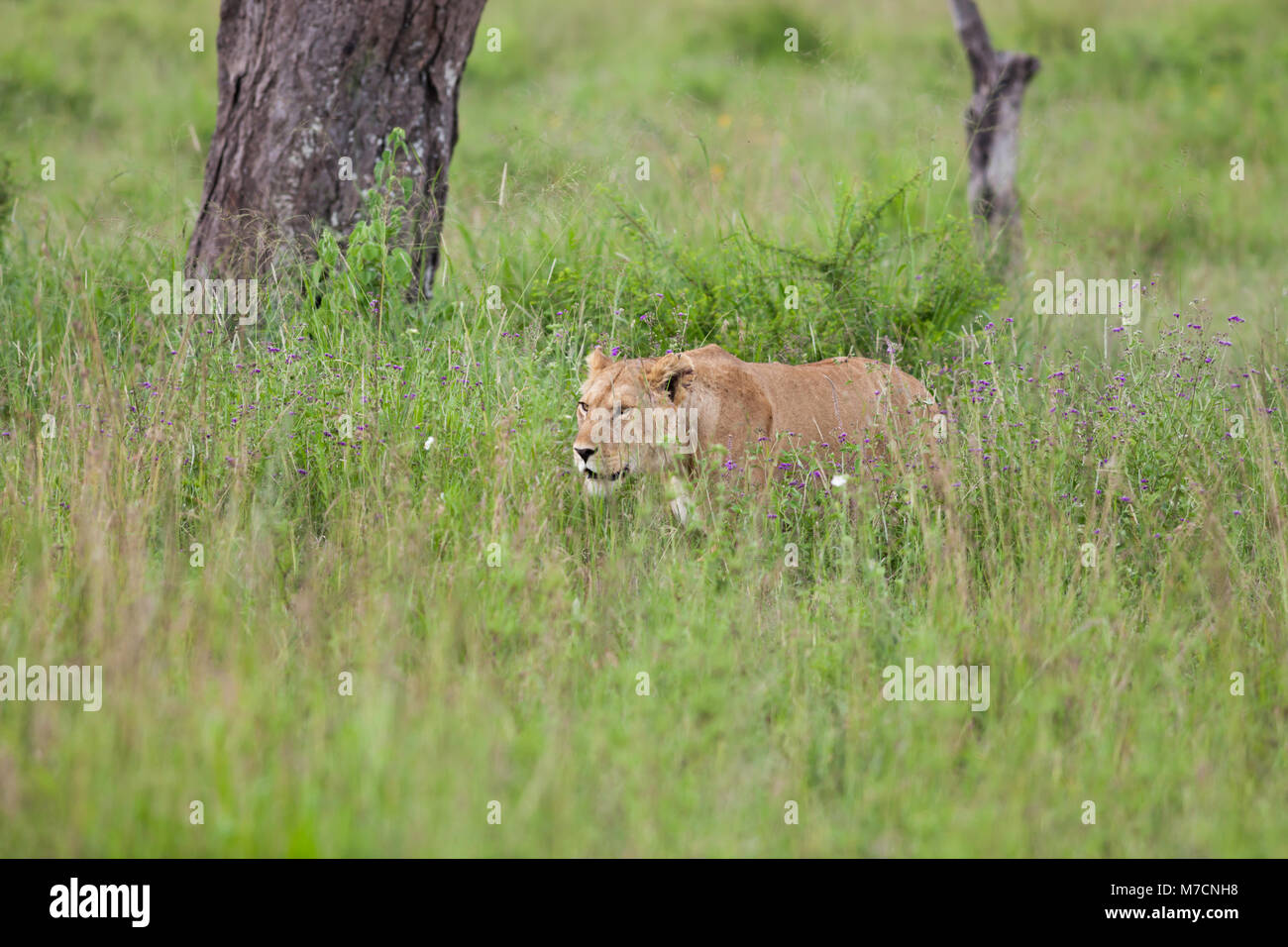 A lioness stalking in the long grass of the Serengeti, Tanzania. Stock Photo