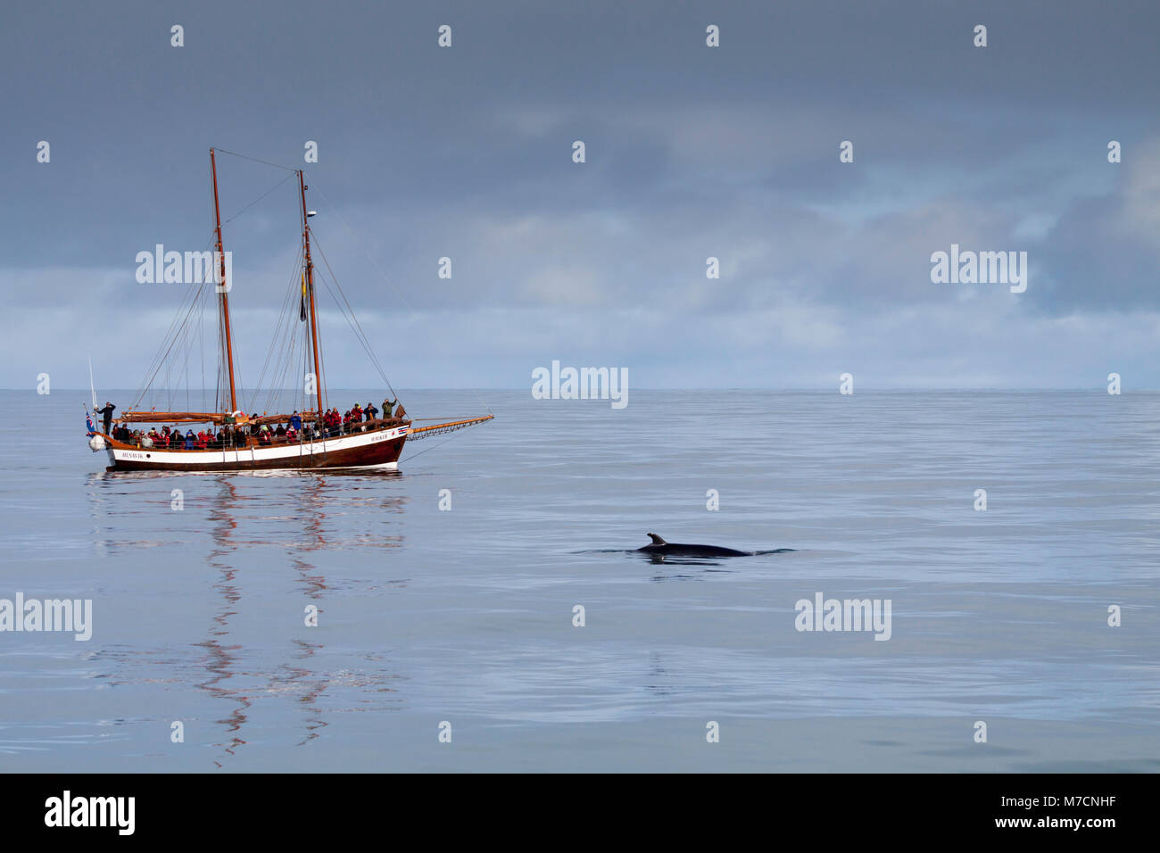 Minke Whale Iceland High Resolution Stock Photography and Images - Alamy