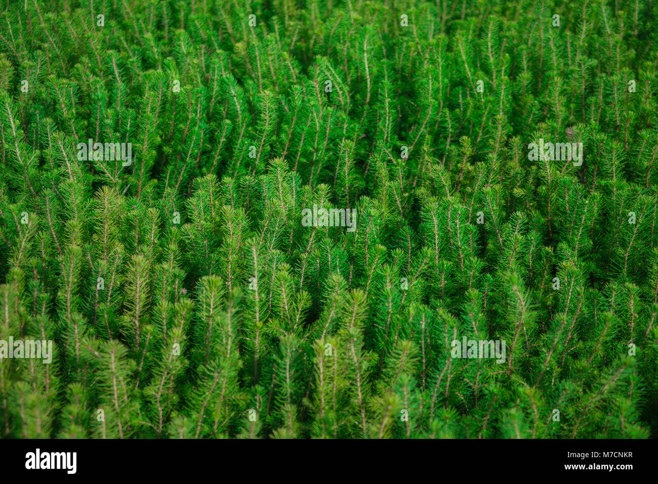 Plants and cultivation Stock Photo