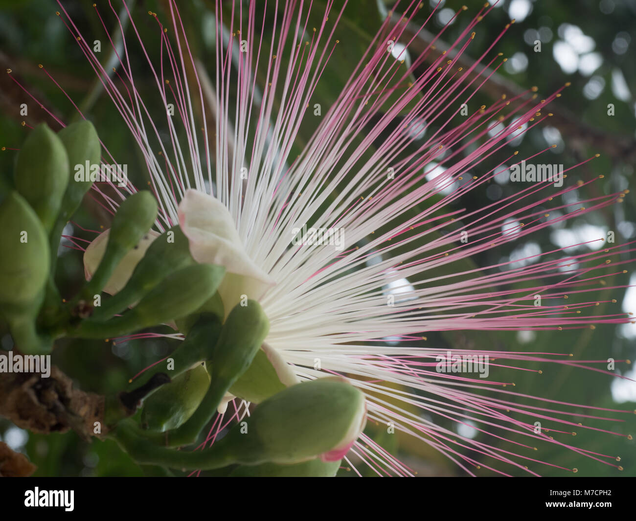 Flower of Barringtonia asiatica, Fish Poison Tree, Sea Poison Tree,  Indian Oak (Barringtonia racemosa Roxb), Night blooming jasmine,  Night jasmine,  Stock Photo