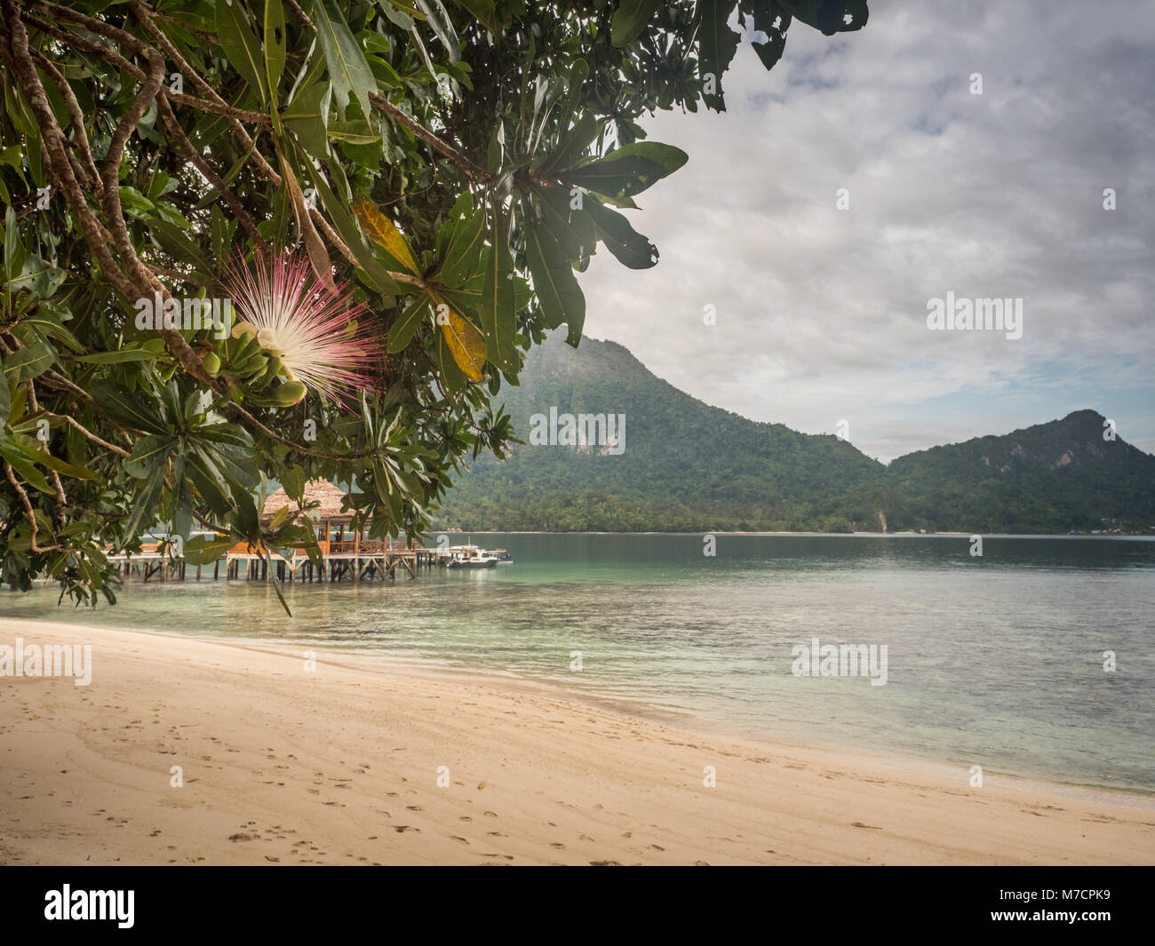 Flower of Fish Poison Tree, In the bacground beach and mounain. Sea ...