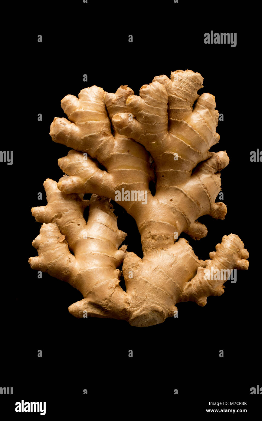 Fresh ginger rootZingiber officinale, bought from a supermarket and