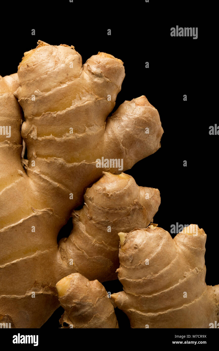 Fresh ginger rootZingiber officinale, bought from a supermarket and photographed on a black