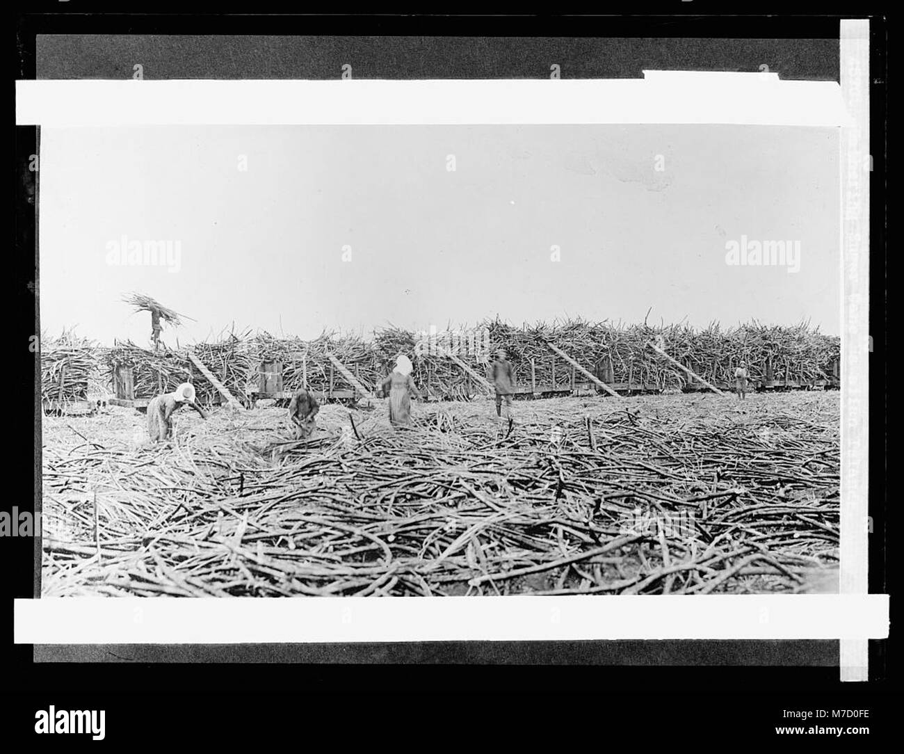 Gathering sugar cane, Hawaiian Islands LCCN2016824506 Stock Photo - Alamy