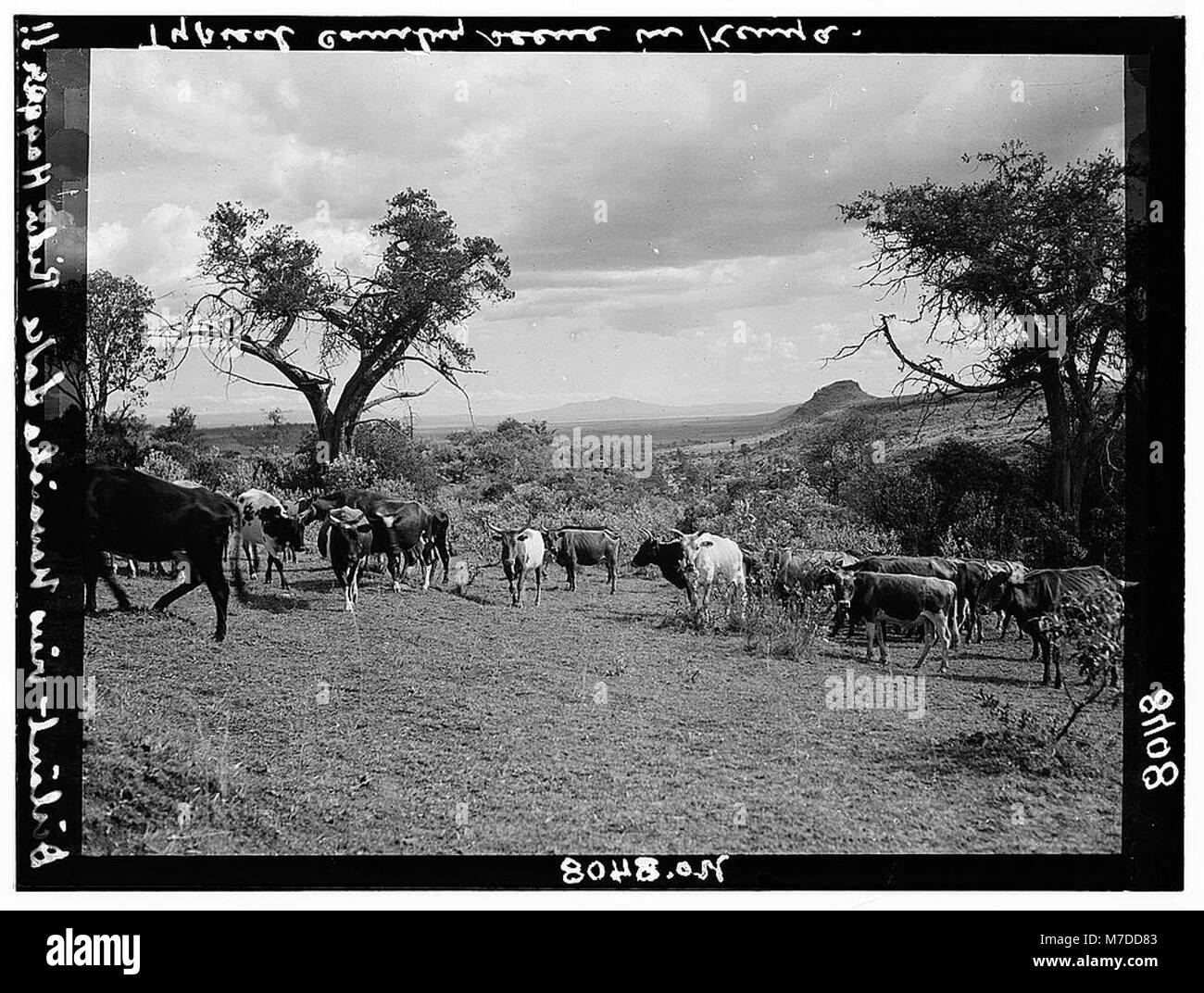 Kenya Colony. Rift Valley and en route to Nairobi. In the Rift Valley