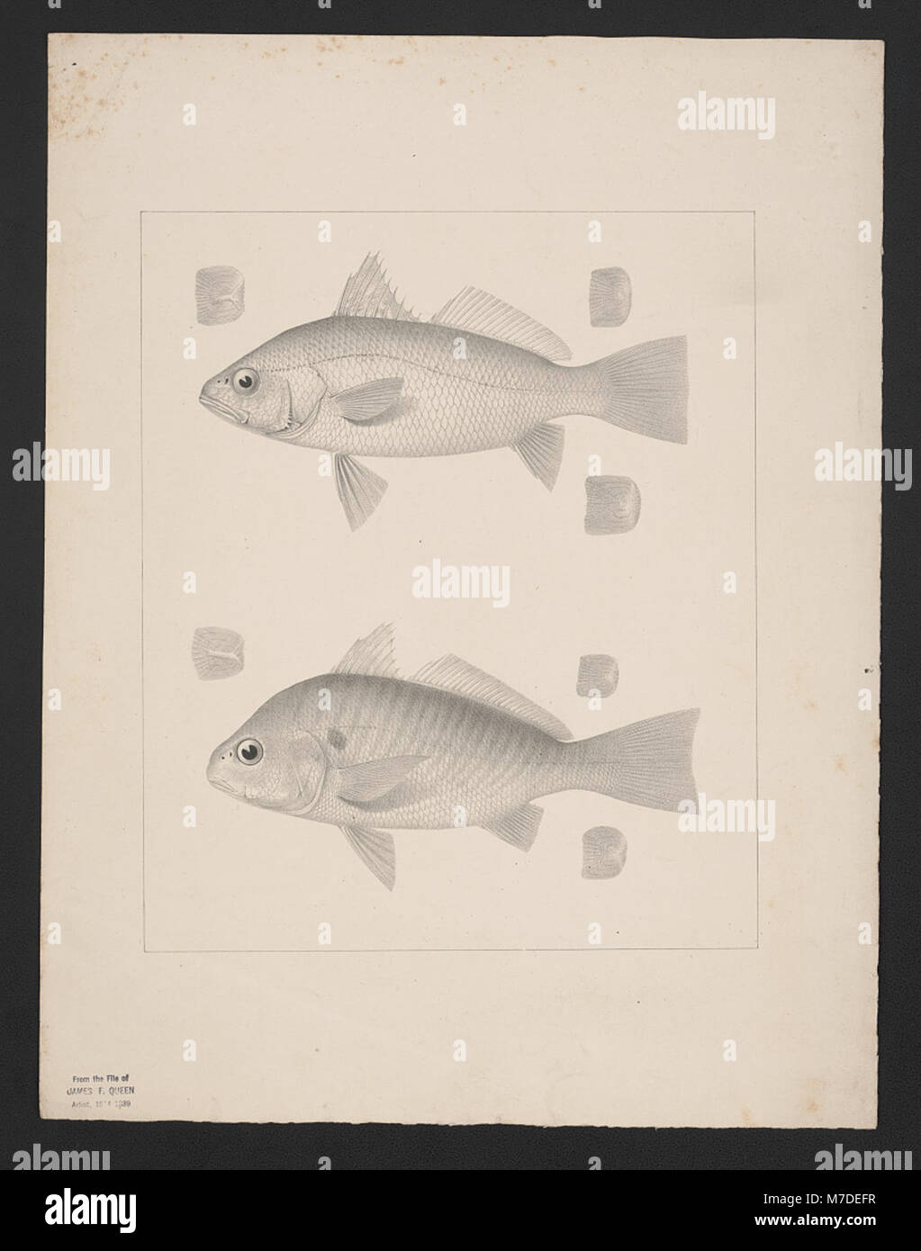 A close-up photograph of two fish showing intricate details of their ...