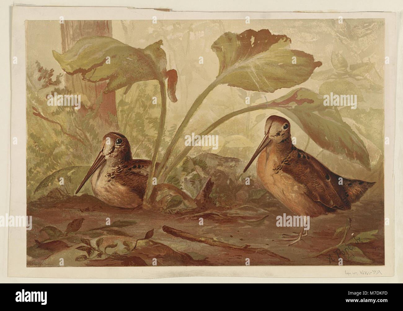 A peaceful scene depicting birds in a wooded area, capturing the ...
