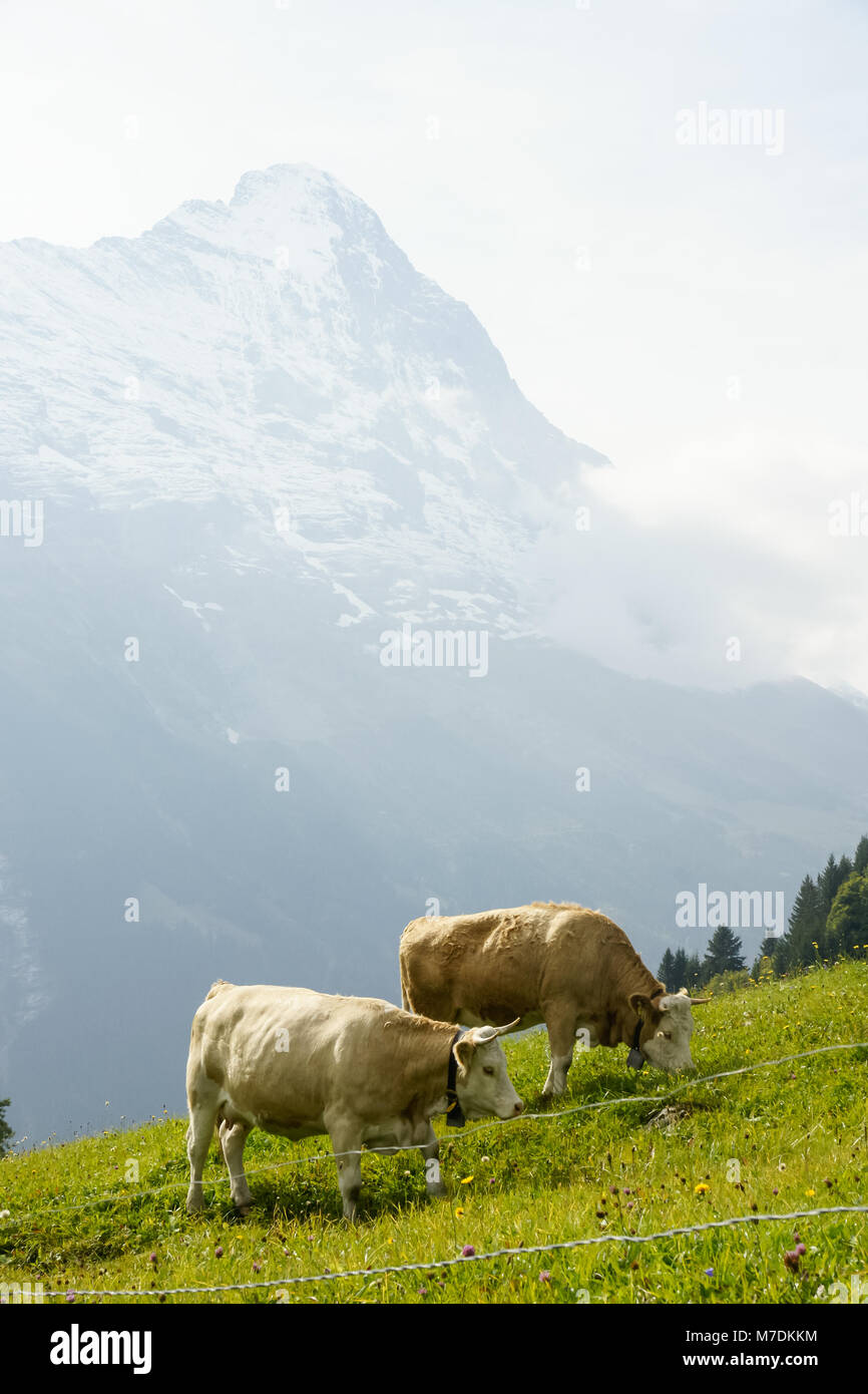 Cows in Alps of Swiss Stock Photo - Alamy