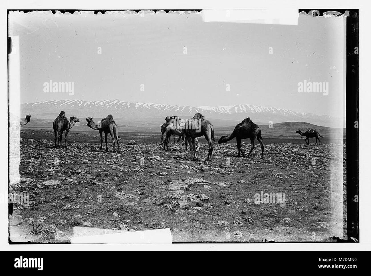 Mount Hermon, scene of the Transfiguration. Mount Hermon from the east