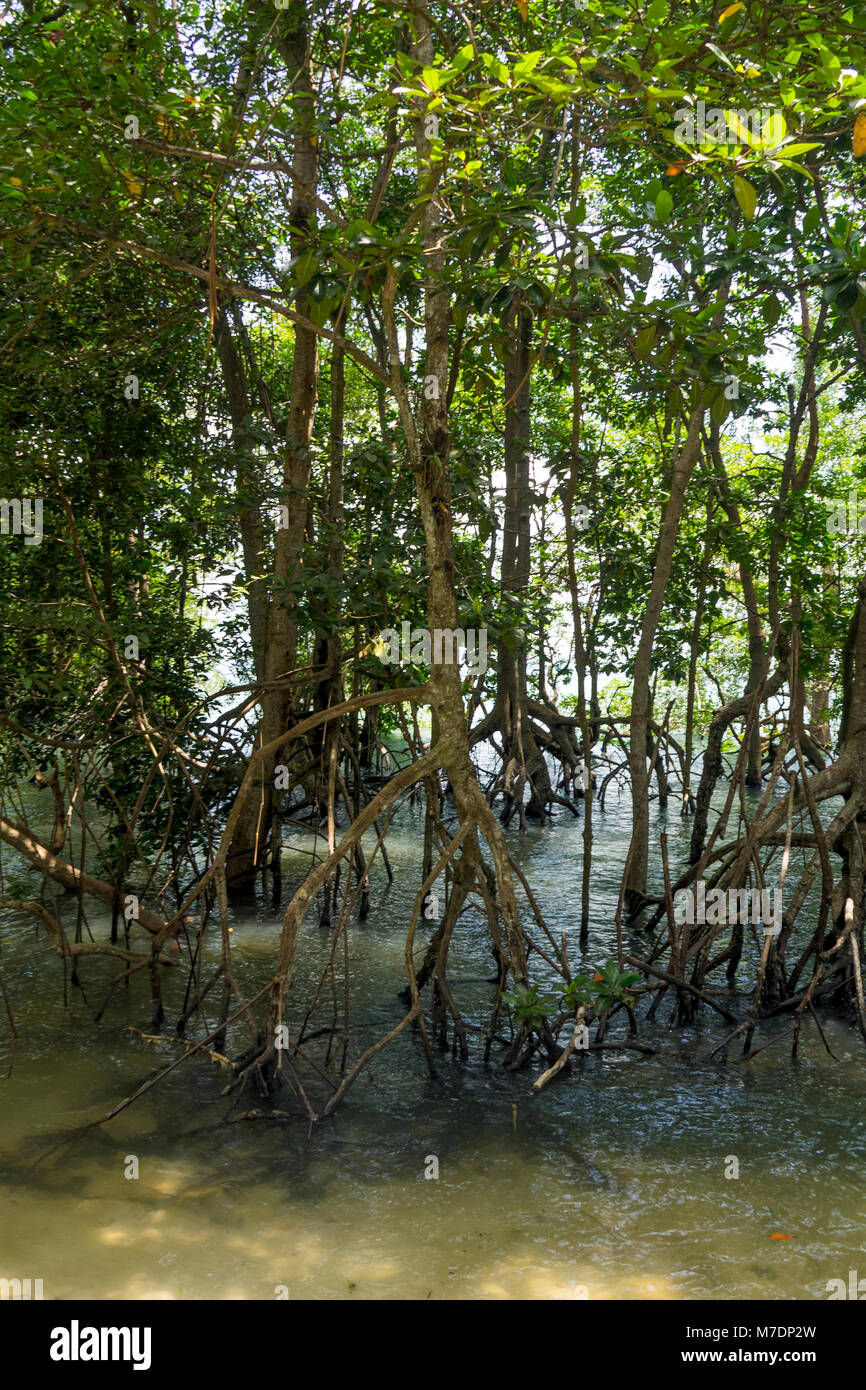 Mangrove swamp on island in hires stock photography and images Alamy
