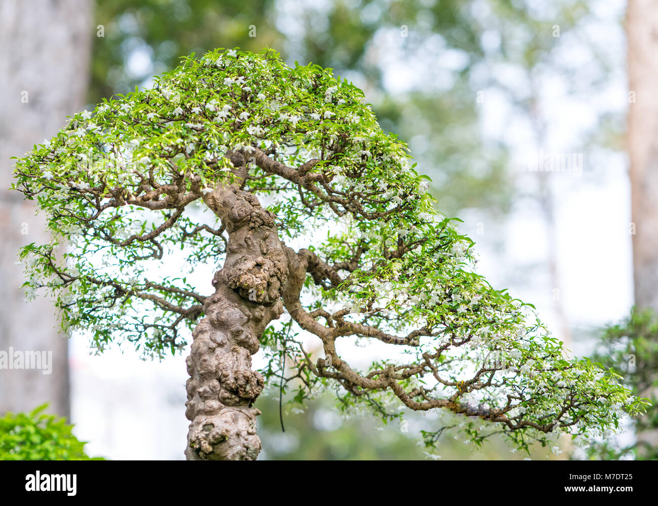Green bonsai tree in a pot or tray plant in the shape of the stem is