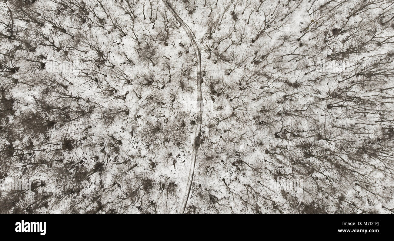 aerial view of forest in winter scene with snow from the drone Stock ...