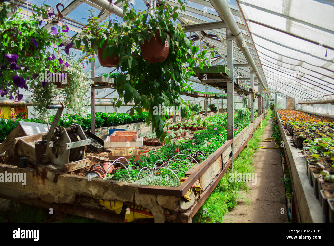 Plants and cultivation Stock Photo - Alamy