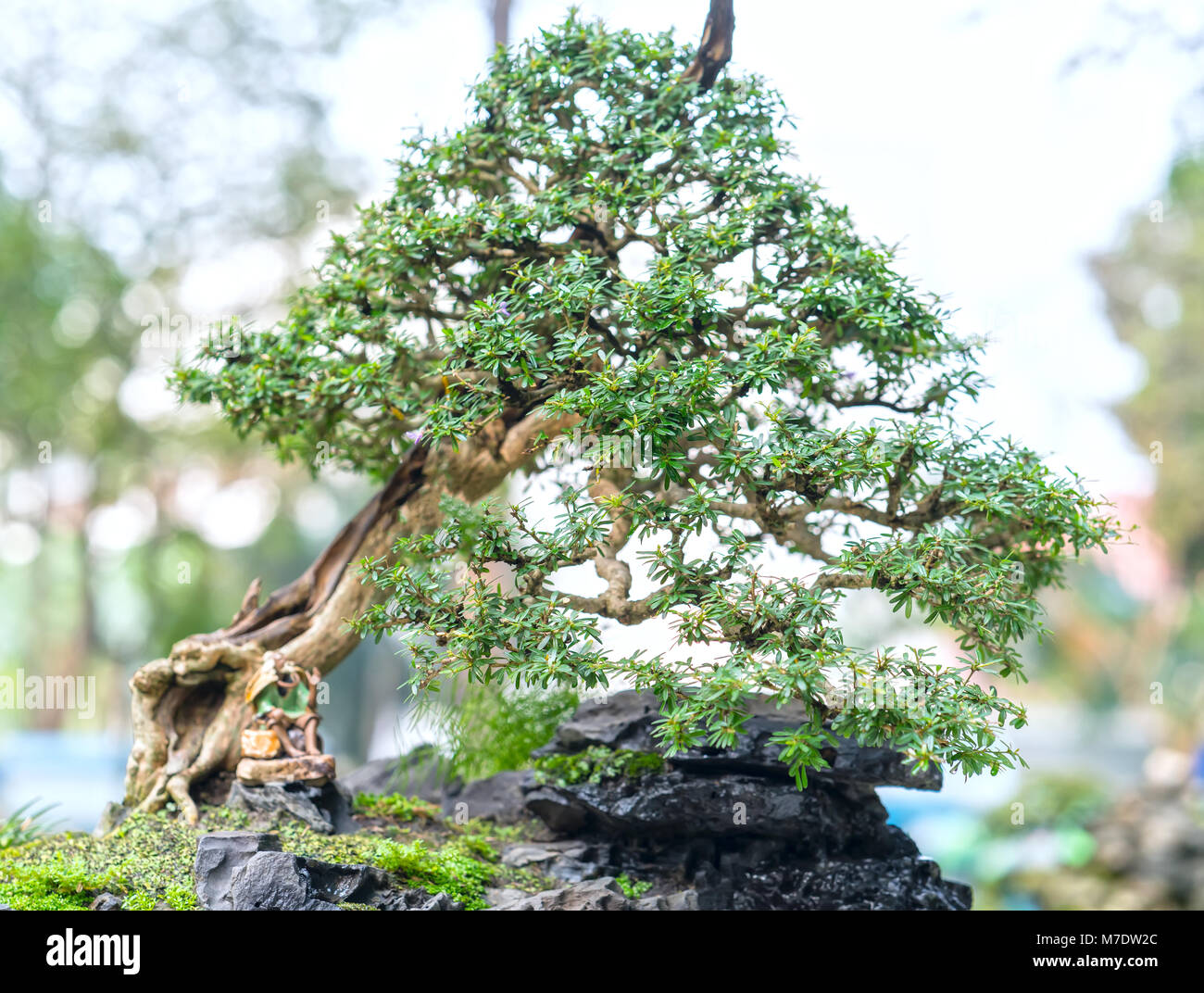 Green bonsai tree in a pot or tray plant in the shape of the stem is