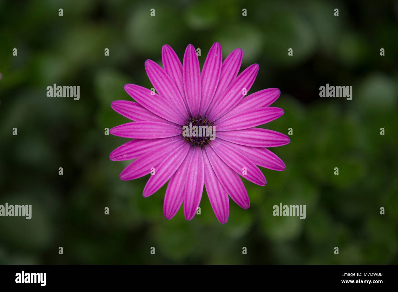 Close up of pink flower with background bokeh Stock Photo