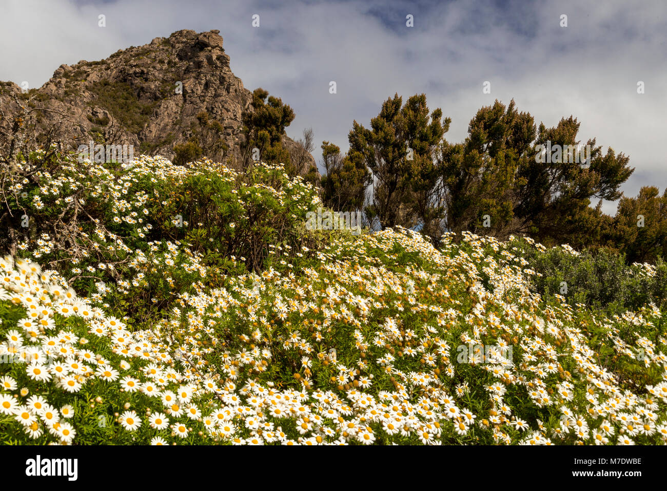 Wild flowers growning on volcanic rock on La Gomera, Canary Islands Stock Photo
