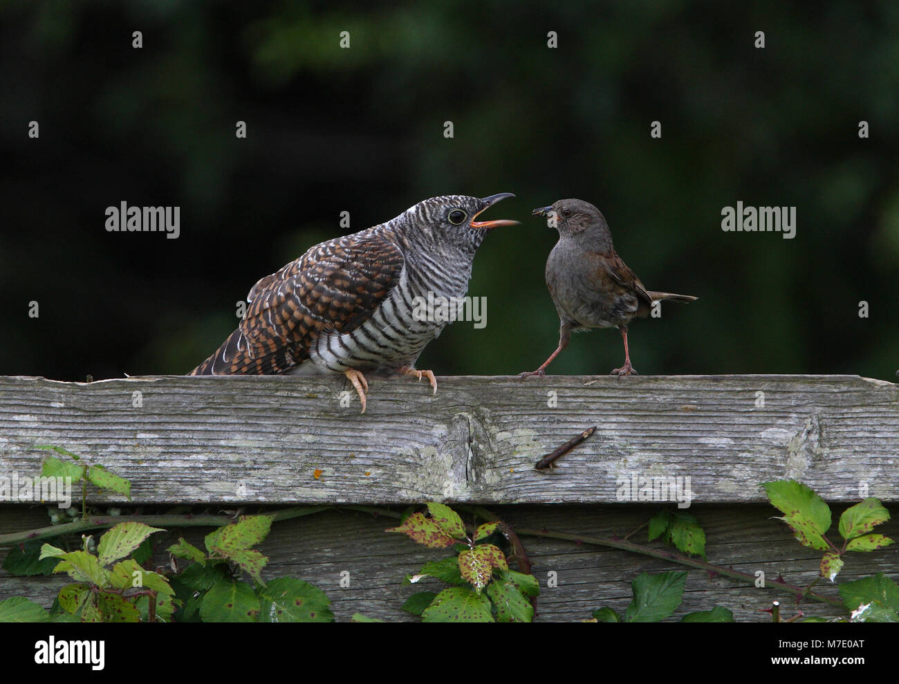 Dunnock Feeding Young Hi res Stock Photography And Images Alamy dunnock-feeding-young-hi-res-stock-photography-and-images-alamy