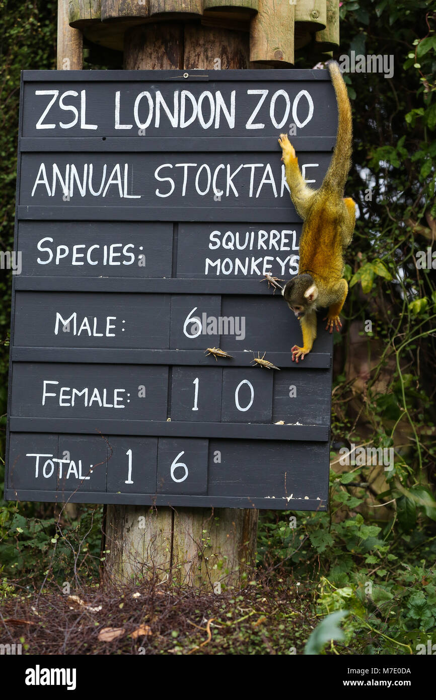 Zookeepers at Zoological Society of London (ZSL) London Zoo with their