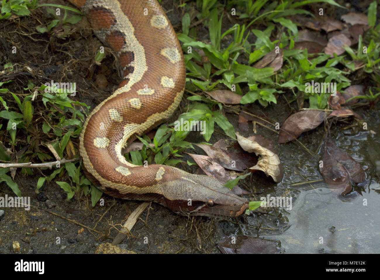 Malaysian Blood Python Stock Photo - Alamy