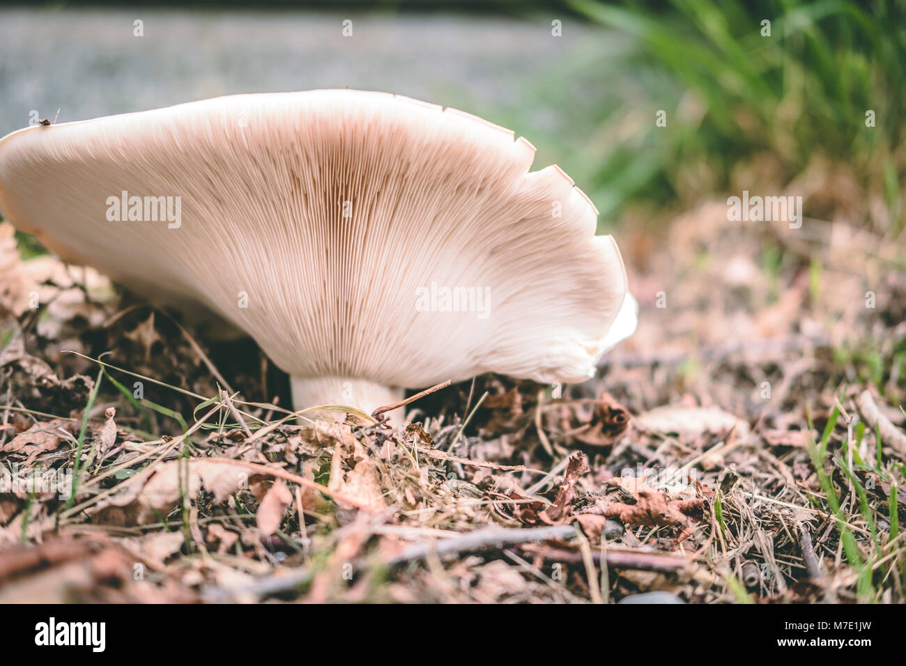 Mushroom in Arosio Stock Photo