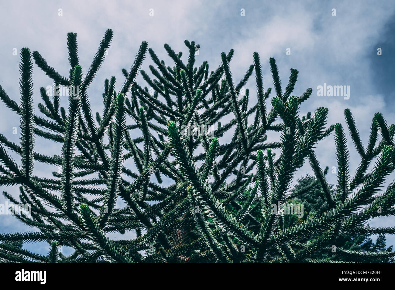the sky through the branches of a tree Stock Photo - Alamy