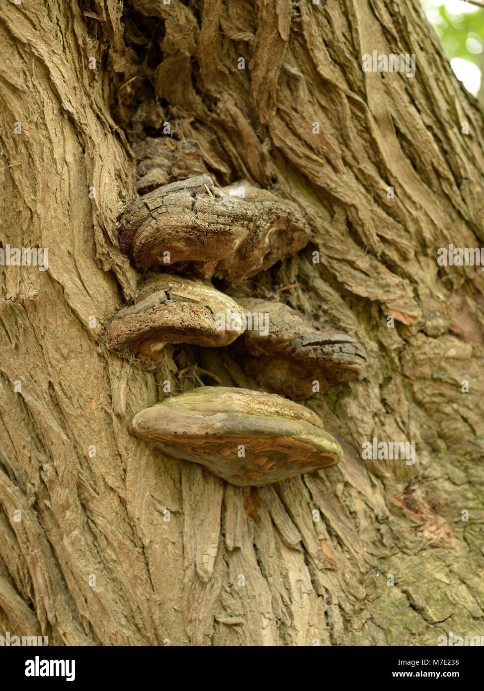 Phellinus igniarius, Willow Bracket Fungus on a Crack Willow Trunk Stock Photo