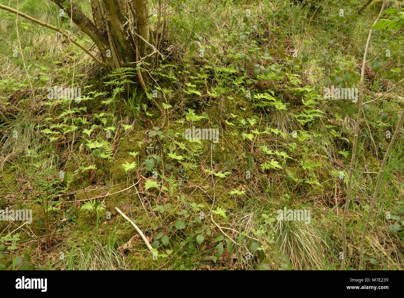 Beech Fern, Phegopteris connectilis growing in Woodland Stock Photo