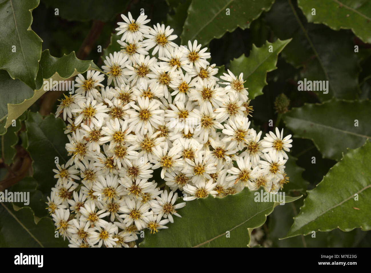 New Zealand Holly Olearia Macrodonta Stock Photo Alamy